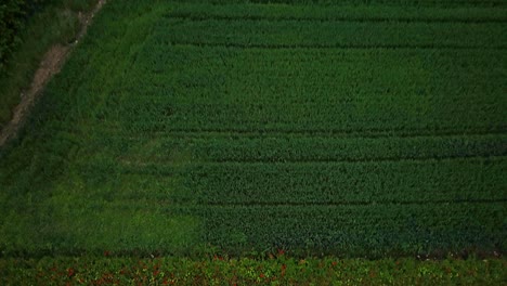 pradera de flores de cachorro con un disparo de dron de cabeza para revelar el verde campo bávaro