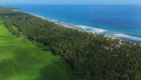 aerial view of tropical coastline with palm trees and ocean