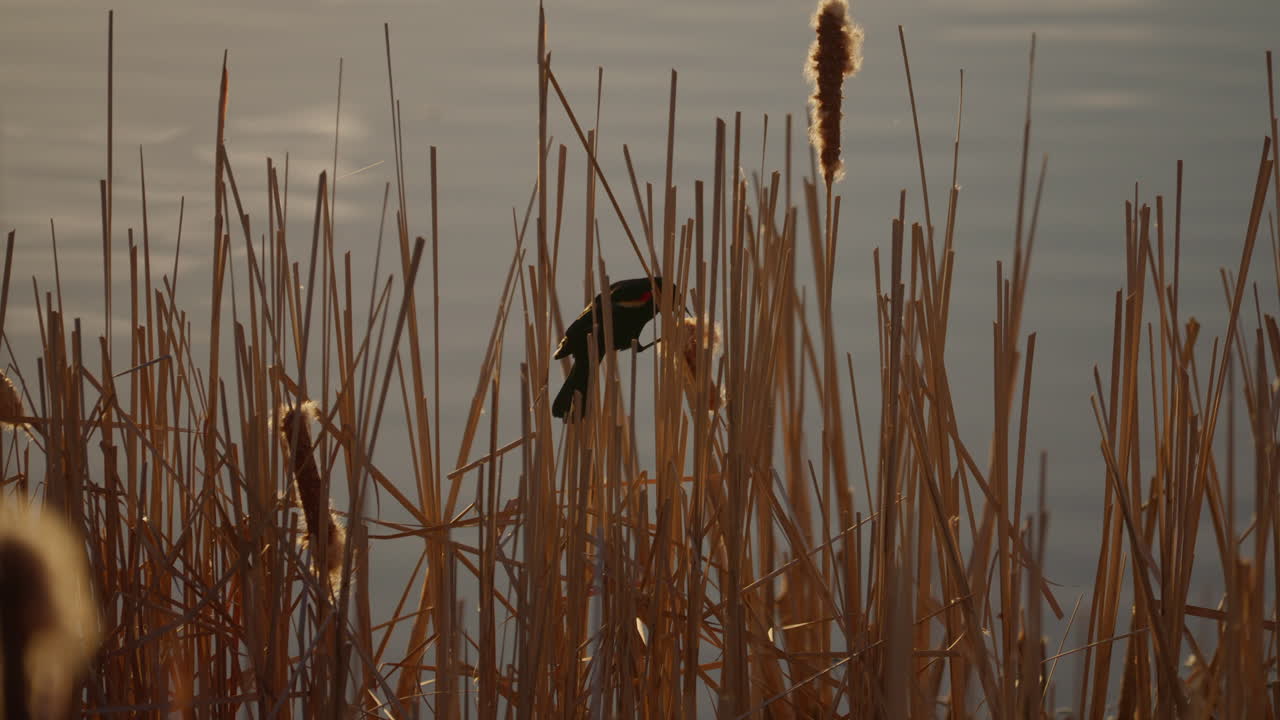 slow motion footage of red winged black bird chirping in cattails near pond at sunrise