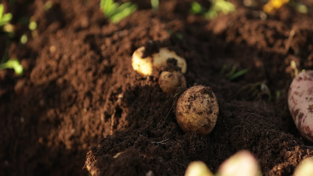 Patate fresche raccolte con una zappetta sotto il sole estivo