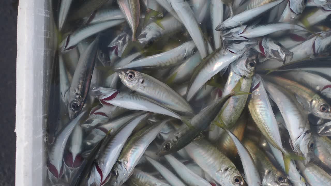 sardinas recién capturadas en una caja