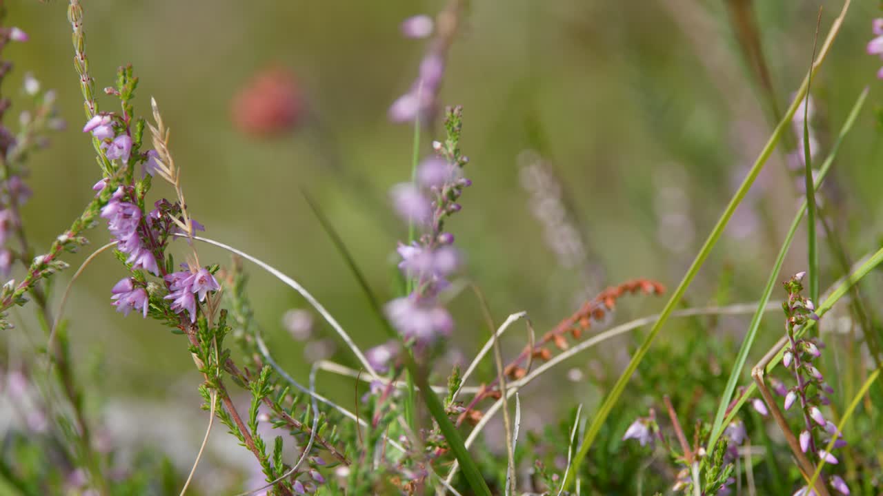 Purple heather wildflowers sway gently in grassland, captured with shallow depth and soft bokeh