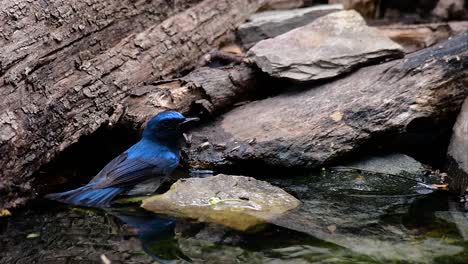 The-Indochinese-Blue-flycatcher-is-a-found-in-lowland-forests-of-Thailand,-known-for-its-blue-feathers-and-orange-to-white-breast