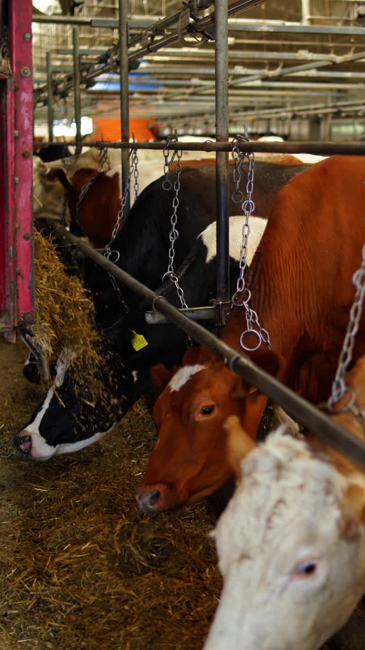 Row of cows eating hay in a cowshed. Back view of tractor scattering out dry hay for dairy cows inside the farm barn. Vertical video