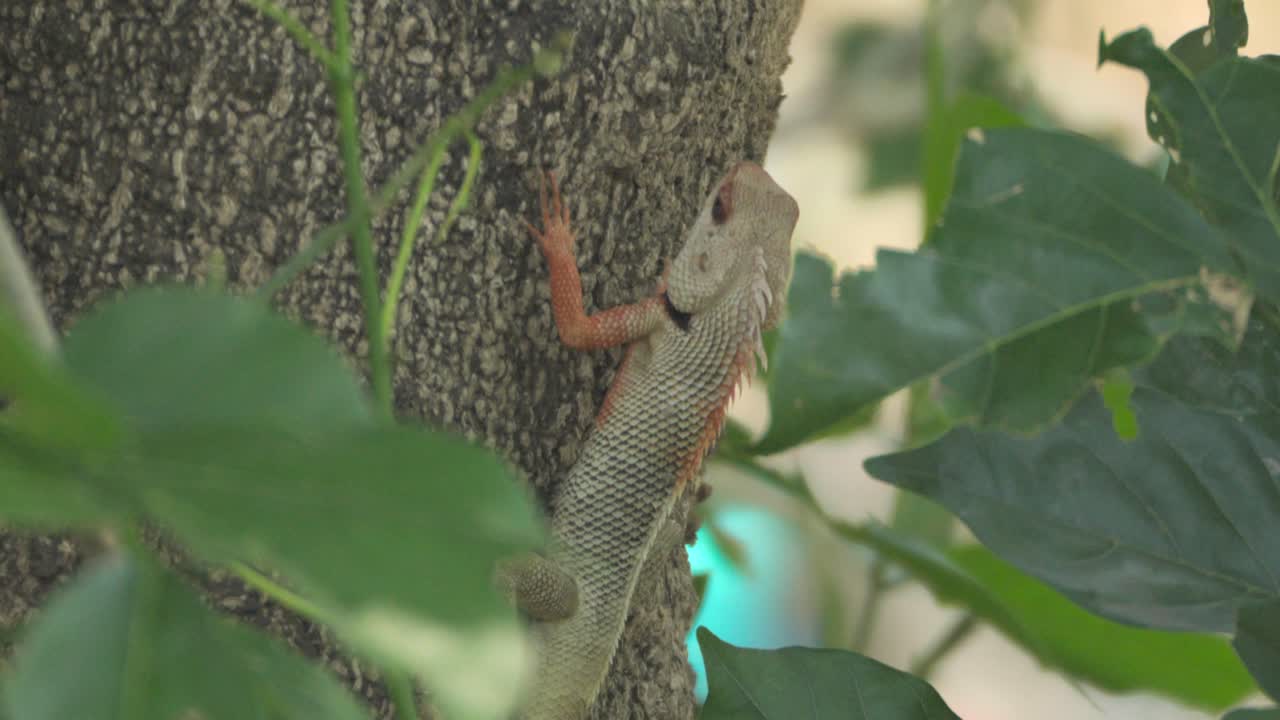 lagarto de jardín indio en el árbol