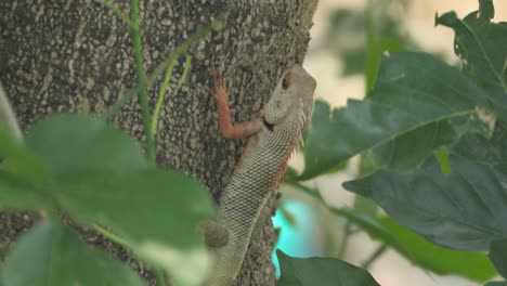 Lagarto-De-Jardín-Indio-En-El-árbol