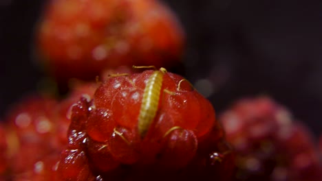 worm on raspberry