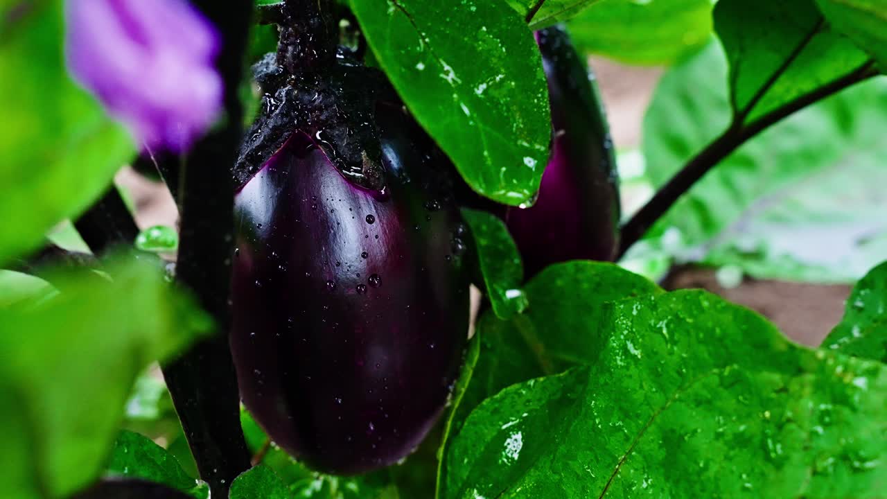 Tetesan Air Jatuh di Atas Terong Segar dan Daun Hijau