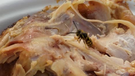 primer plano de una chaqueta amarilla agresiva y carnívora que intenta rasgar y comer un trozo de pollo en un picnic a la luz del día de la tarde, filmada en un samsung galaxy s9 a 4k 60fps, exportada a 24fps en 1080p