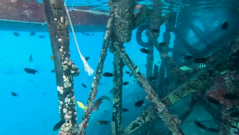 Shoals-of-colourful-chromis-and-damsel-tropical-marine-fishes-swimming-around-harbour-pier-wharf-covered-in-barnacles-in-crystal-clear-ocean