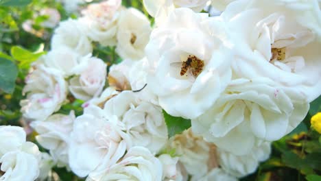 hoverfly pollinating a cluster of white roses in a sunny garden