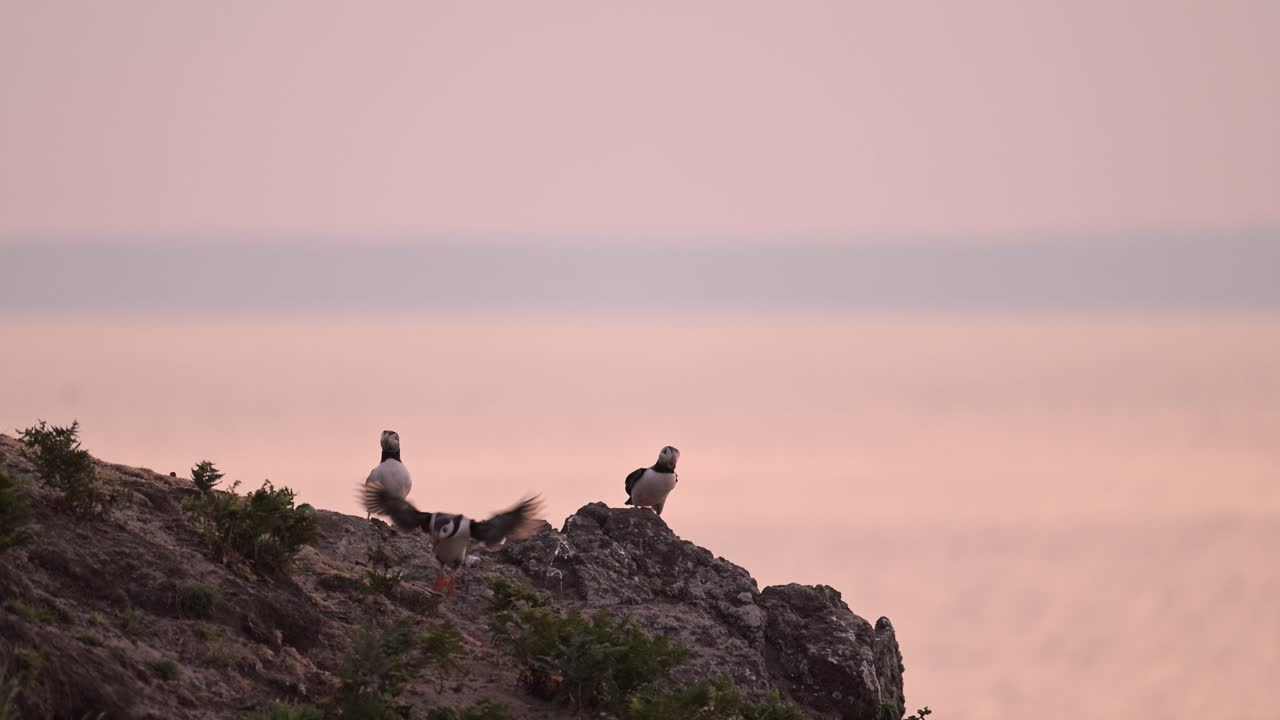 Puffins on Coast with Orange Sunrise Sky on Coast, Large Group of Atlantic Puffins Colony In Flight and Perching, Perched on Rocks, Taking Off with Beautiful Orange Sunrise, UK Seabirds and Birds