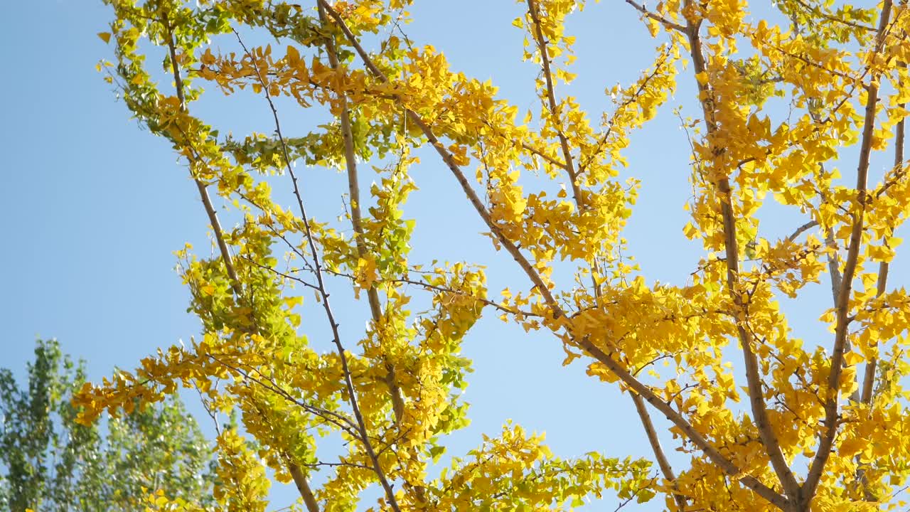Ginkgo Tree in Autumn