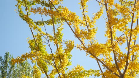 Ginkgo Tree in Autumn