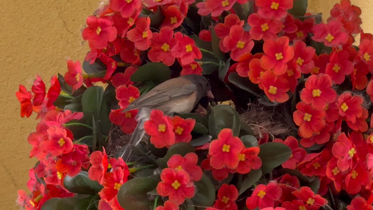 A mother junco bird feeds its babies in a nest in a hanging plant