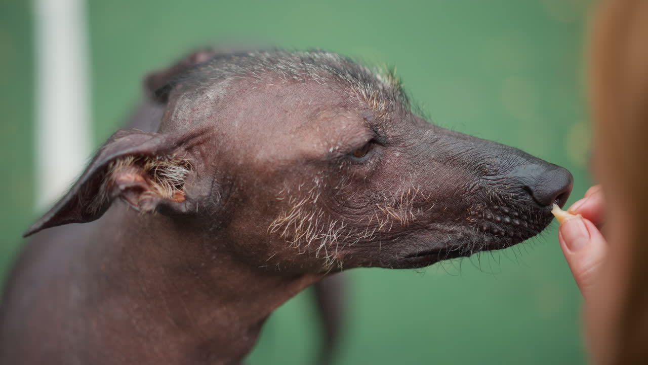 Serene Canine Rest, Tranquil Dog Rests Peacefully Beside Gentle Woman In Calm Surroundings, Quiet Canine Finds Soothing Solace As It Rests Peacefully Next To Serene Woman In Tranquil Environment