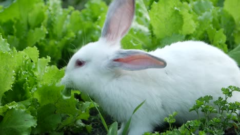 white rabbit eating greens in a garden