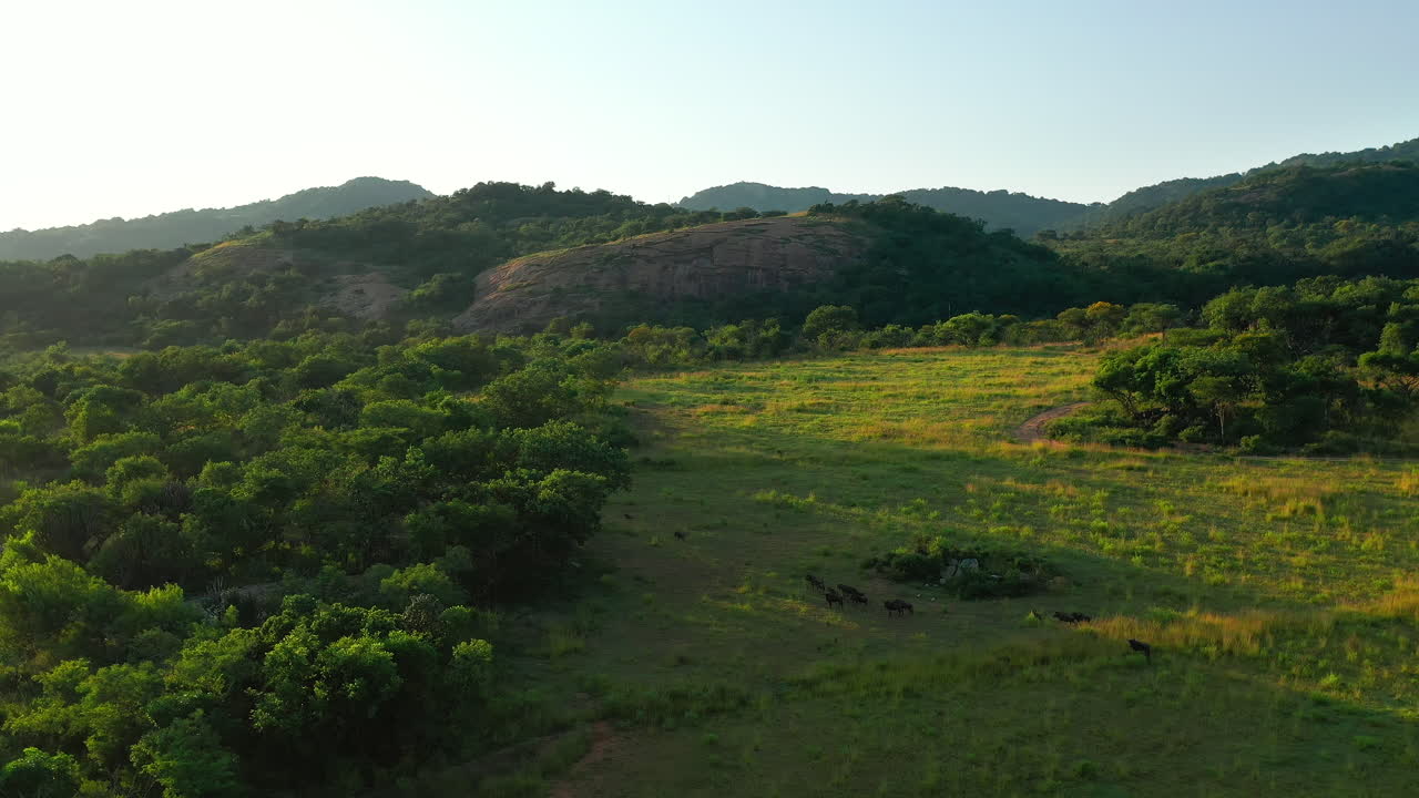 grupo de ñus azules vagando por la reserva privada de caza, sudáfrica al amanecer - tiro aéreo