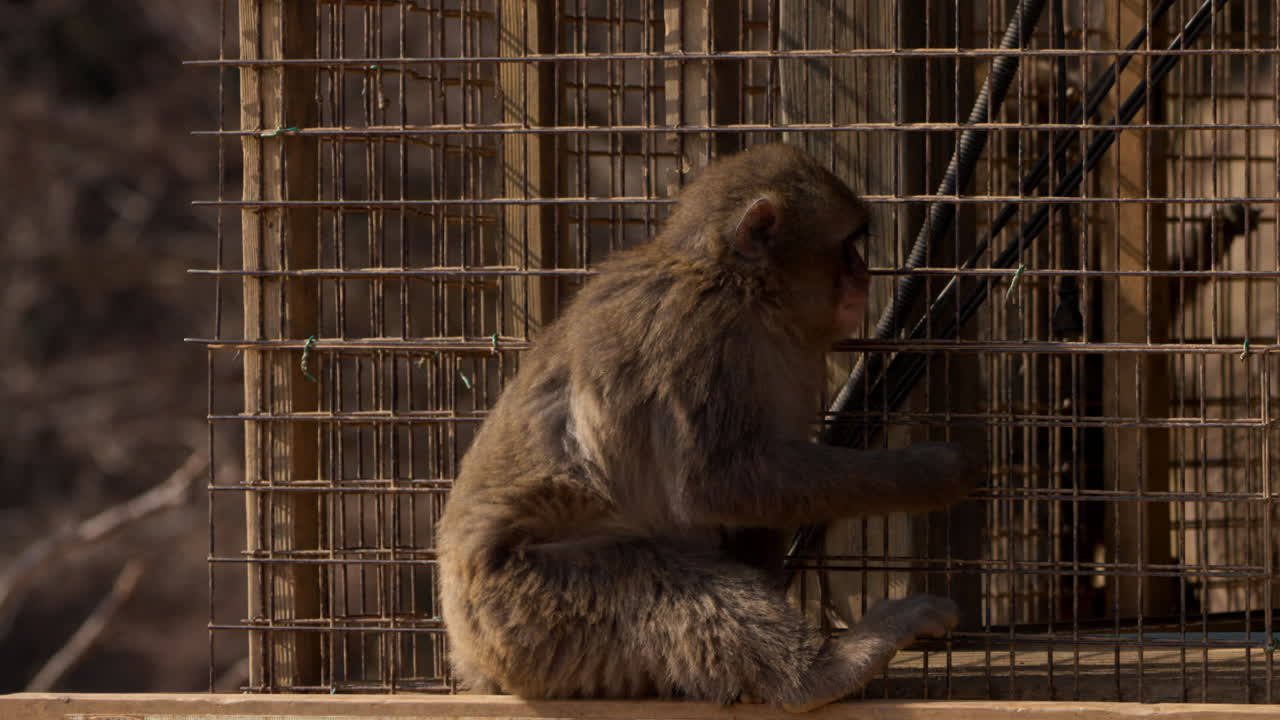 снежная обезьяна держится за клетку для равновесия и чешет зудящее место