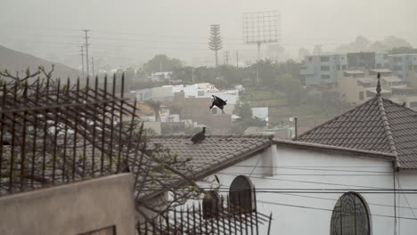 black birds fighting