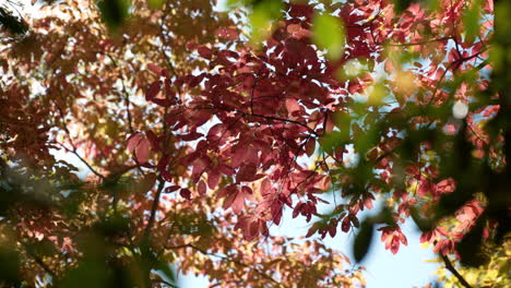 Cerca-De-Coloridas-Hojas-De-Un-árbol-En-La-Cambiante-Temporada-De-Otoño,-Mirando-Hacia-Arriba-Pov