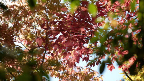 cerca de las hojas coloridas en un árbol en la temporada de otoño cambiante, mirando hacia arriba pov