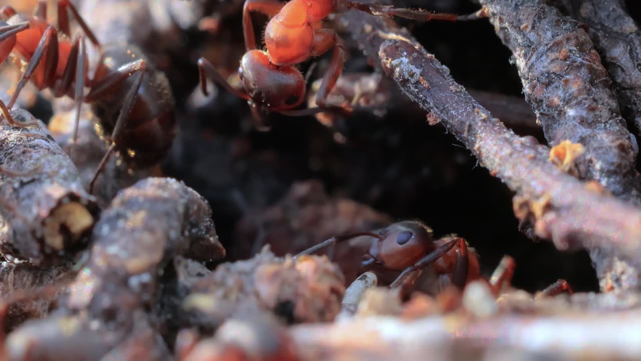 un primer plano de hormigas en la naturaleza.