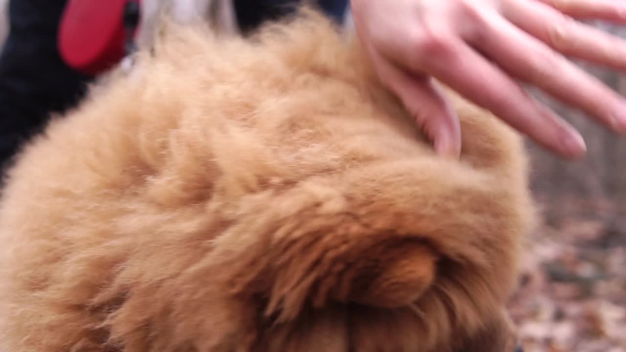 Chow Chow Dog Images