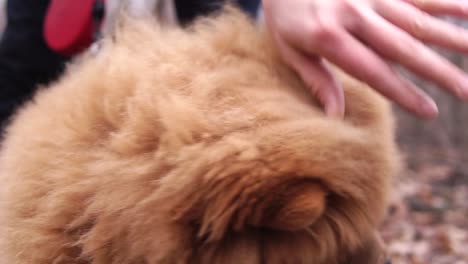 Chow Chow Dog Images