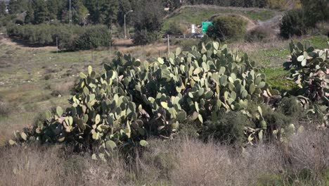 Weitwinkelaufnahme-Eines-Kaktus-In-Israel