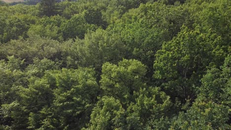 Aerial-overview-of-deciduous-forest,-lush-green-canopy-of-european-trees