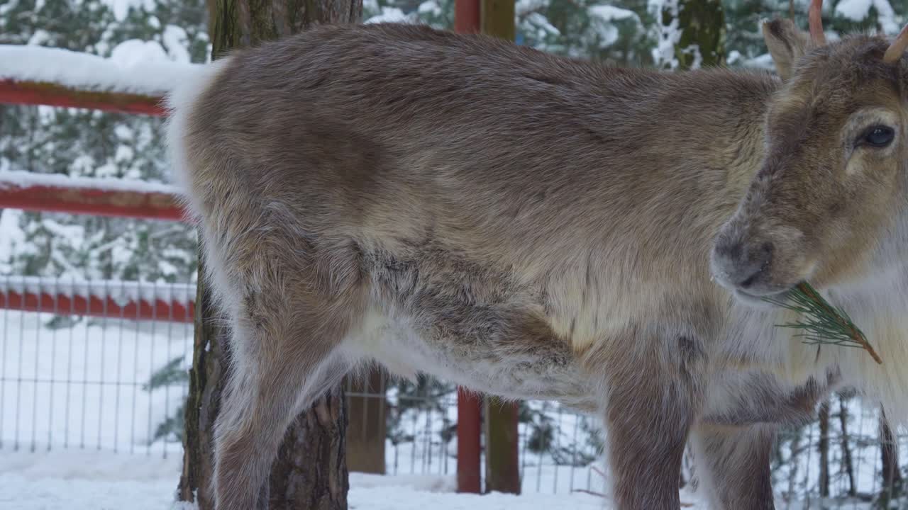 primer plano de un venado macho comiendo una rama de un árbol en un paisaje de invierno
