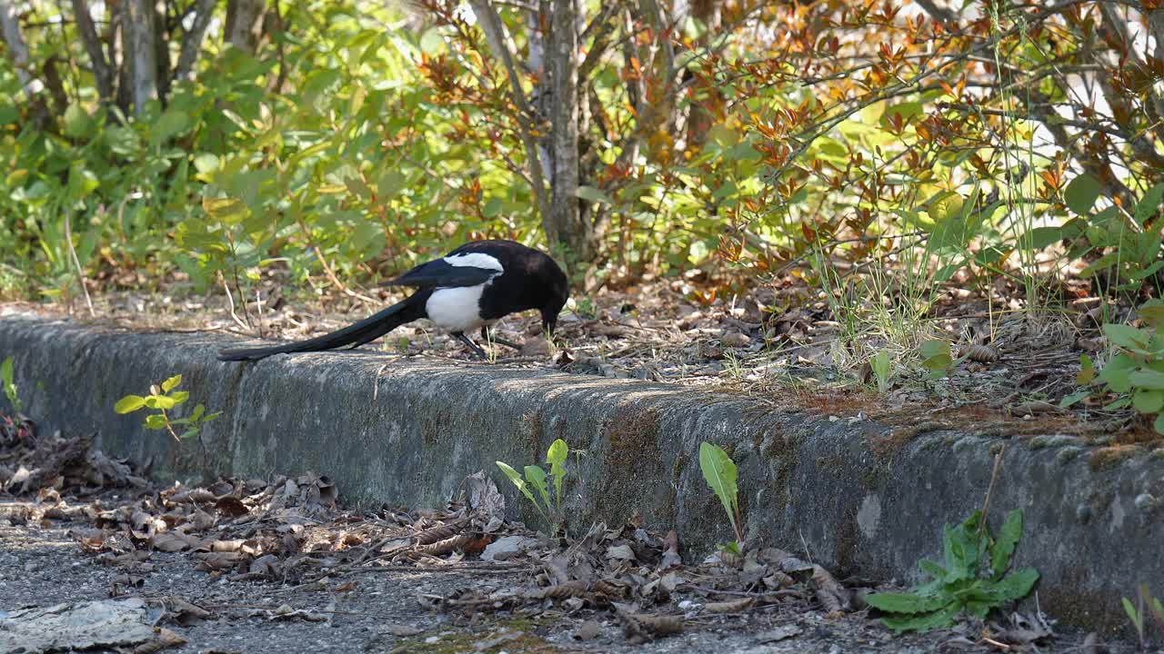 덤불 에 숨어 있는 마기 가 수염 으로 견과류 를 열려고 한다 - 느린 움직임