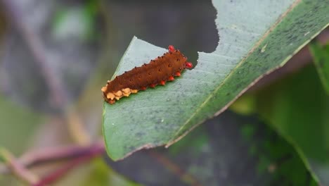 Zoom-out-landscape-shot-of-a-solo-moth-caterpillar,-larva-of-Trypanophora-Semihyalina-Kollar