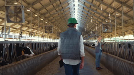 farmer walking aisle shed greeting colleague at feedlots. livestock team at work