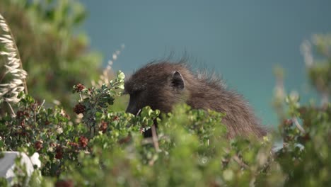 slow motion close up shot of a baboon eating berries off a bush in south africa