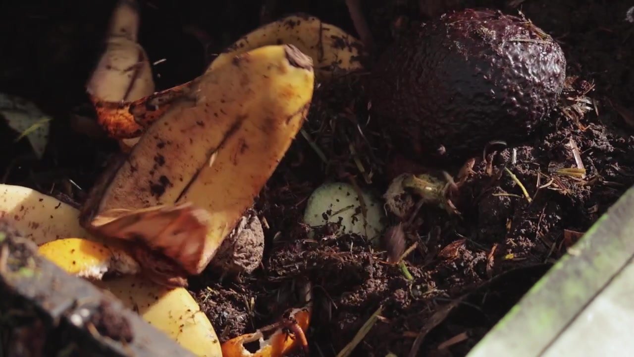 Kitchen scraps including banana peels, eggshells, and a whole avocado falling onto dark soil with visible composting worms. Fixed tripod extreme close-up shot. Natural daytime sunlight.