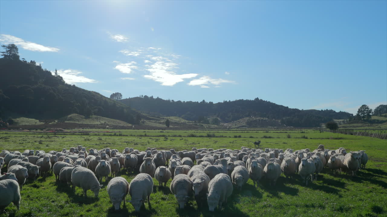rebaño de ovejas que viene de la ladera