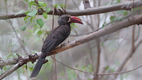 african crowned hornbill sitting on tree branch in the forest