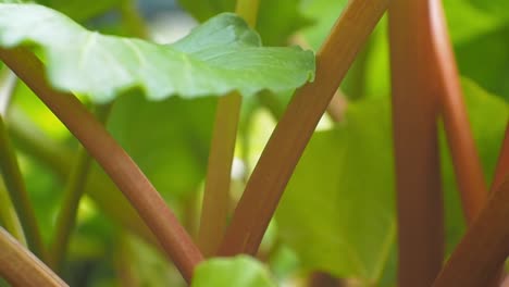 Close-up-of-ripe,-organic-rhubarb-leaves-in-garden