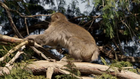 Snow-monkeys-couple-showing-teeth-and-climbing-away-swiftly-from-tree-branch-from-a-sitting-position