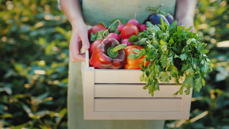 female hands hold a box with fresh vegetables and herbs organic farm products