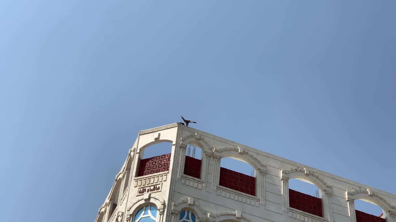 독수리는 아기에게 먹이를 주기 위해 남자가 던진 고기를 가져갑니다.