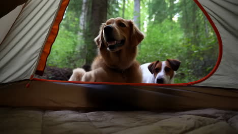 two dogs camping in a tent in the forest