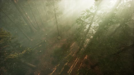 Drohne-Bricht-Durch-Den-Nebel,-Um-Mammutbäume-Und-Kiefern-Zu-Zeigen