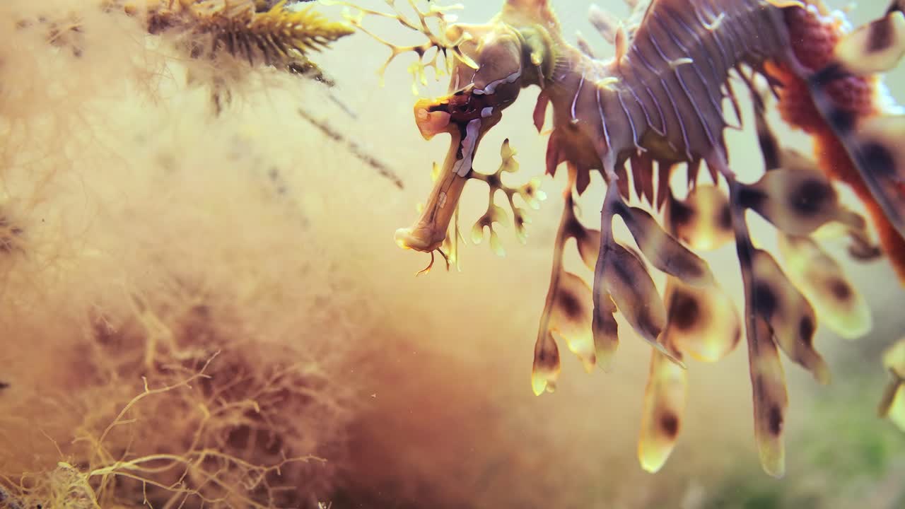 dragón de mar frondoso con huevos macro primeros planos 4k cámara lenta