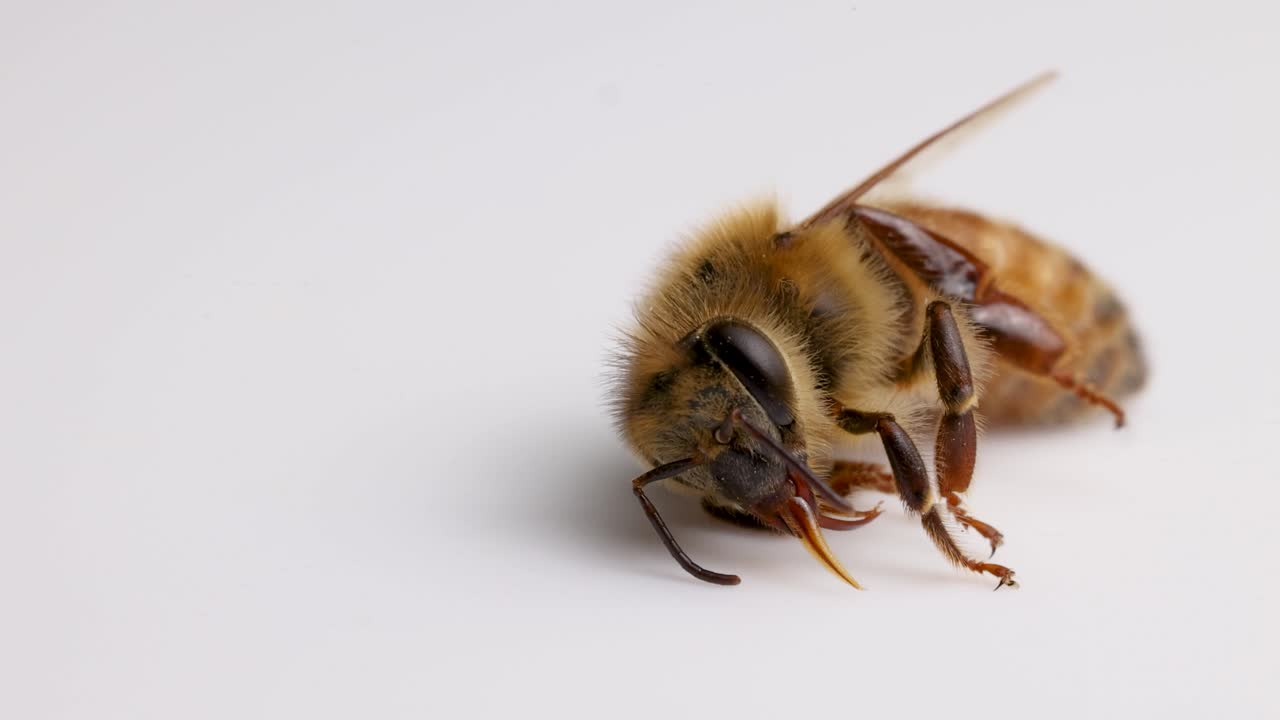 A honeybee rests motionless on a white surface, highlighting its detailed anatomy in soft lighting
