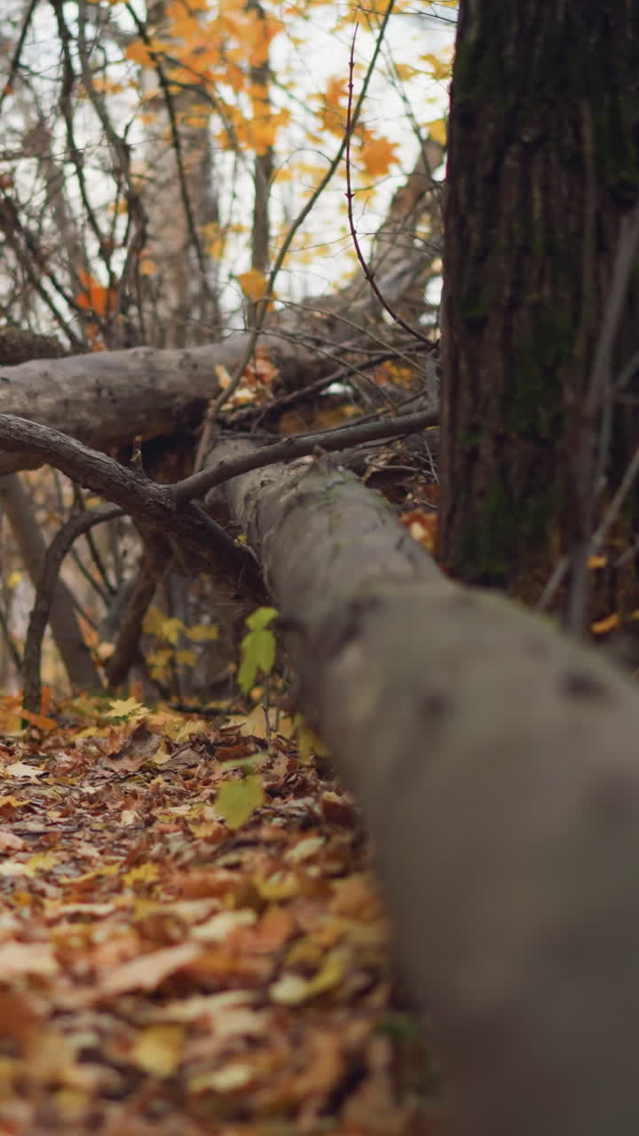 Serene autumn forest scene with fallen trees lying across a woodland path, surrounded by tall trees with golden leaves, dry foliage covers the ground