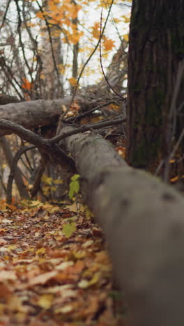 escena serena del bosque de otoño con árboles caídos que se encuentran a través de un camino forestal, rodeados de árboles altos con hojas doradas, el follaje seco cubre el suelo