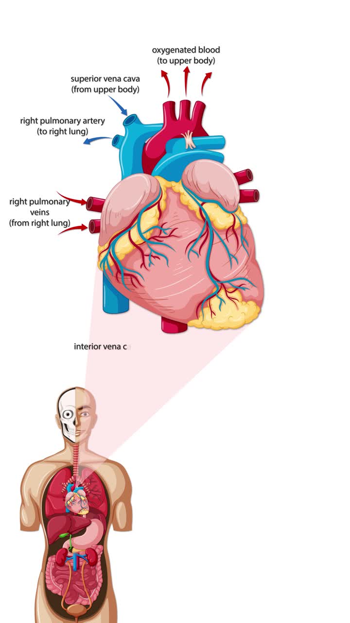 Diagramma verticale animato mostra il flusso sanguigno etichettato attraverso le camere del cuore umano e i vasi principali